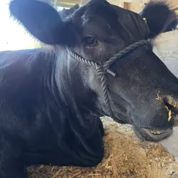 Bureau County Fairgrounds - Spring Valley