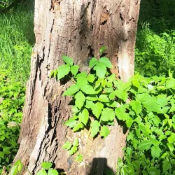 Rock River Recreation Path - Sterling