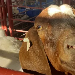 Iroquois County Fairgrounds - Watseka