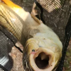 West Dundee Riverwalk - West Dundee