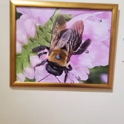 Anderson Museum of Art - Anderson