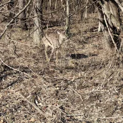 B-Line Trail - Bloomington