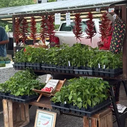 Bloomington Community Farmers' Market - Bloomington