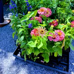 Bloomington Community Farmers' Market - Bloomington