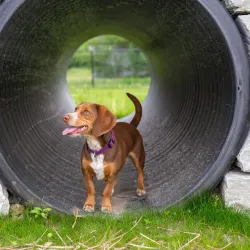 Cardinal Greenway Trail - Brownsburg