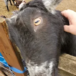 White Lick Creek Park - Brownsburg