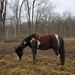 White Lick Creek Park - Brownsburg