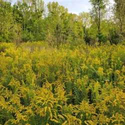 Founders Park - Carmel