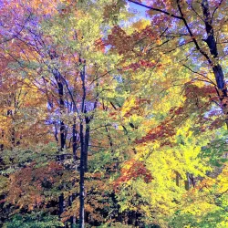 Monon Trail - Carmel