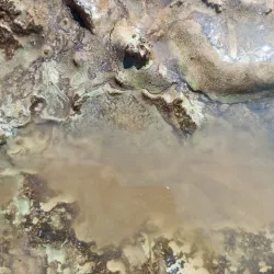 Falls of the Ohio Interpretive Center - Clarksville