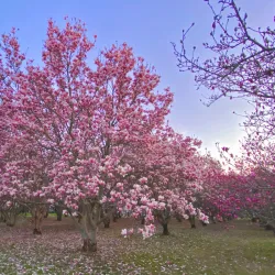 North Christian Church - Columbus