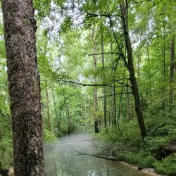 Harrison-Crawford State Forest - Dale