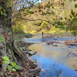 Harrison-Crawford State Forest - Dale