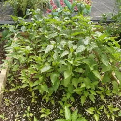 East Chicago Central Park - East Chicago