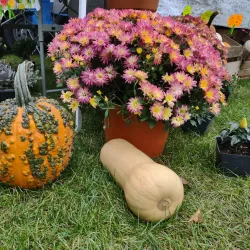 Farmers Market at Central Park - Elkhart