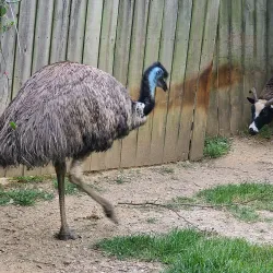 Mesker Park Zoo & Botanic Garden - Evansville