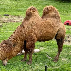 Mesker Park Zoo & Botanic Garden - Evansville