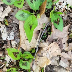 Wesselman Woods Nature Preserve - Evansville