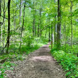 Wesselman Woods Nature Preserve - Evansville