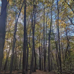 Wesselman Woods Nature Preserve - Evansville