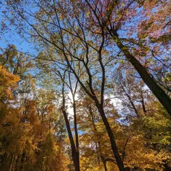 Wesselman Woods Nature Preserve - Evansville