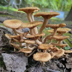 Wesselman Woods Nature Preserve - Evansville