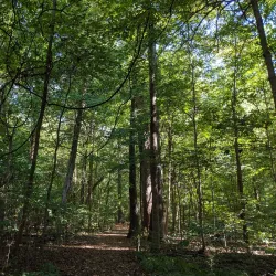 Wesselman Woods Nature Preserve - Evansville