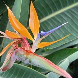 Foellinger-Freimann Botanical Conservatory - Fort Wayne