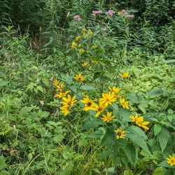 Brandywine Creek Park - Greenfield