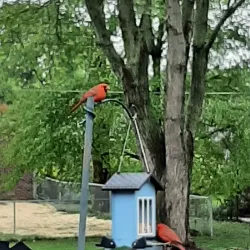 Downtown Greenfield - Greenfield