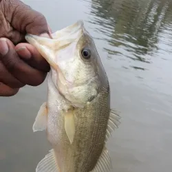 Clarksville Marina - Jeffersonville