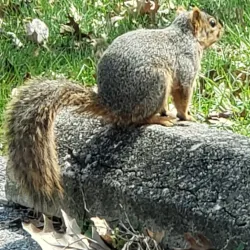 Highland Park - Kokomo