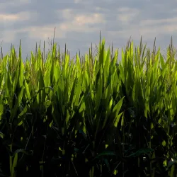 Downtown La Porte - La Porte