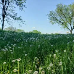 Hoffman Park - Merrillville