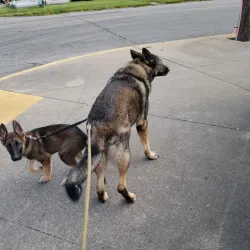 Cardinal Greenway - Muncie