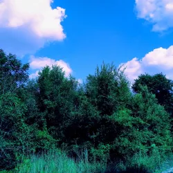 Cardinal Greenway - Muncie