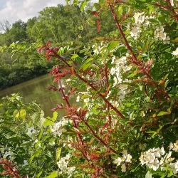 Prairie Creek Reservoir - Muncie