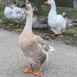 Henry County Fairgrounds - New Castle