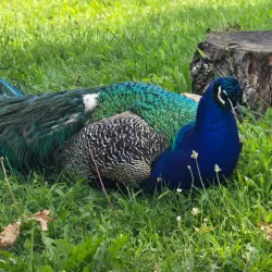 Potawatomi Zoo - South Bend