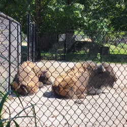 Potawatomi Zoo - South Bend