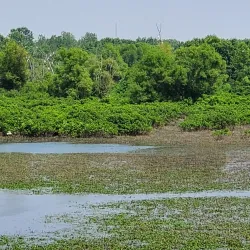 Wabashiki Fish and Wildlife Area - Terre Haute