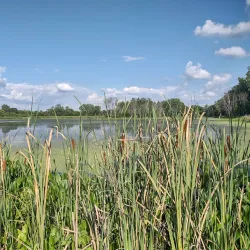 Celery Bog Nature Area - West Lafayette