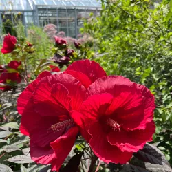 Purdue University Horticulture Gardens - West Lafayette