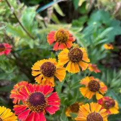 Purdue University Horticulture Gardens - West Lafayette