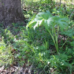 Wabash Heritage Trail - West Lafayette