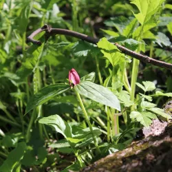 Wabash Heritage Trail - West Lafayette