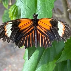 Reiman Gardens - Ames