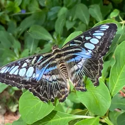 Reiman Gardens - Ames