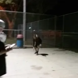 Clarinda Skate Park - Clarinda