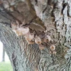 Clarinda Skate Park - Clarinda